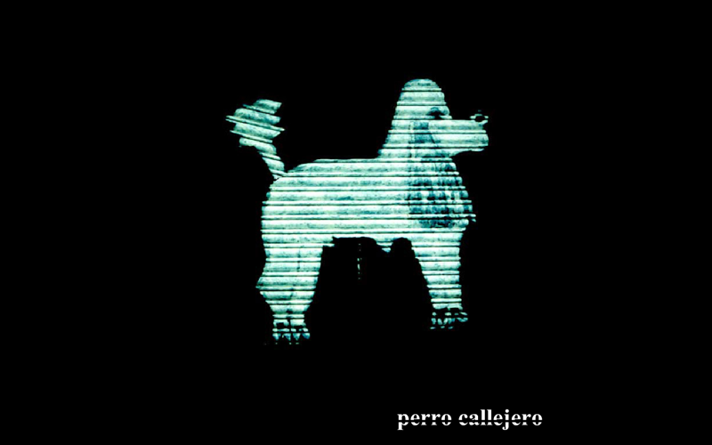 Perro Callejero